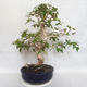 Indoor Bonsai - Australian Cherry - Eugenia uniflora - 4/5