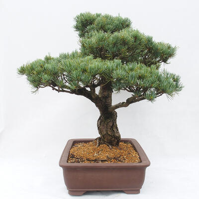 Outdoor bonsai - Pinus parviflora - Sosna drobnokwiatowa - 4