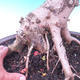 Outdoor bonsai -Javor babyka - Acer campestre - 4/6