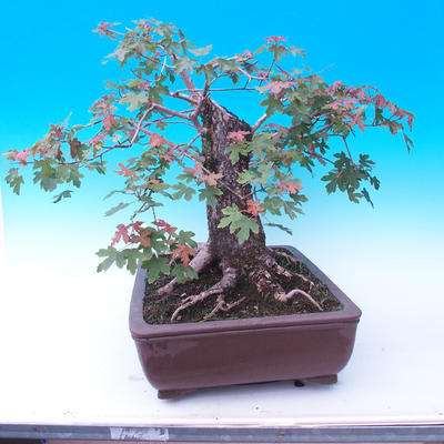 Outdoor bonsai -Javor babyka - Acer campestre - 4