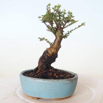 Bonsai zewnętrzne - Ulmus parvifolia SAIGEN - Wiąz drobnolistny - 4