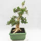 Kryty bonsai - Buxus harlandii - Bukszpan korkowy - 4/7