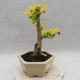Indoor bonsai -Ligustrum Aurea - dziób ptaka - 4/5