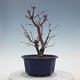 Bonsai outdoor - Maple palmatum DESHOJO - Maple palmate - 4/5