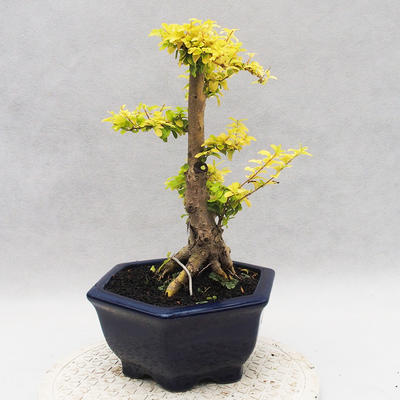 Indoor bonsai -Ligustrum Aurea - dziób ptaka - 4