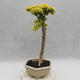 Indoor bonsai -Ligustrum Aurea - dziób ptaka - 4/6
