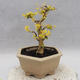 Indoor bonsai -Ligustrum Aurea - dziób ptaka - 4/5