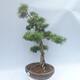 Outdoor bonsai -Larix decidua - Modrzew - 4/5