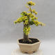 Indoor bonsai -Ligustrum Aurea - dziób ptaka - 4/6