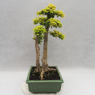Indoor bonsai -Ligustrum Aurea - dziób ptaka - 4