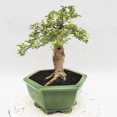 Indoor bonsai -Ligustrum Variegata - dziób ptaka - 4