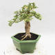 Indoor bonsai -Ligustrum Variegata - dziób ptaka - 4/6