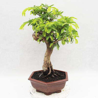 Kryty bonsai -Phyllanthus - Smutek - 4
