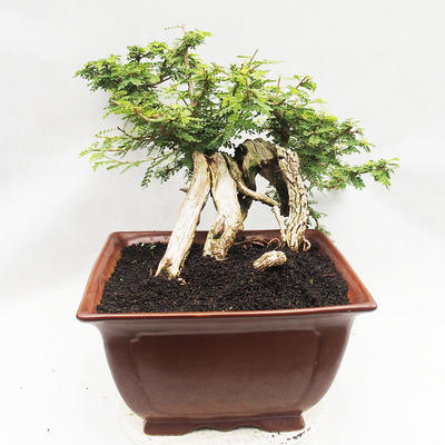 Kryty bonsai -Phyllanthus Niruri- Smuteň - 4