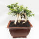 Kryty bonsai -Phyllanthus Niruri- Smuteň - 4/6