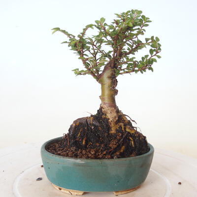 Bonsai zewnętrzne - Ulmus parvifolia SAIGEN - Wiąz drobnolistny - 4