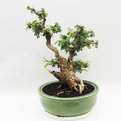 Kryty bonsai -Phyllanthus Niruri- Smuteň - 4