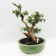 Kryty bonsai -Phyllanthus Niruri- Smuteň - 4/6