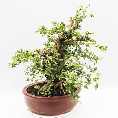 Bonsai do wnętrz - Cudrania equisetifolia - 4