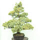 Outdoor bonsai - Pinus parviflora - Sosna drobnokwiatowa - 4/5