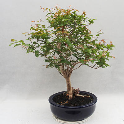 Room Bonsai - Australian Cherry - Eugenia uniflora - 4