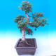 Outdoor bonsai -Javor babyka - Acer campestre - 4/5