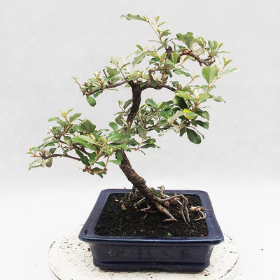Kryty bonsai -Eleagnus - Hlošina - 4