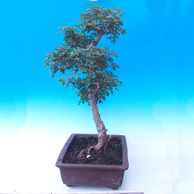 Outdoor bonsai -Javor babyka - Acer campestre - 4