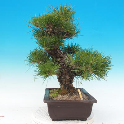 Outdoor bonsai - Pinus thunbergii - Sosna Thunbergova - 4