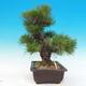 Outdoor bonsai - Pinus thunbergii - Sosna Thunbergova - 4/5