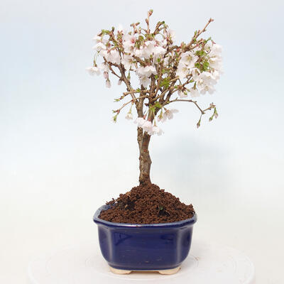 Bonsai zewnętrzne - Prunus incisa Kojou-no mai-cięcie śliwki - 4