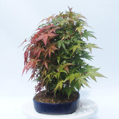Acer palmatum - klon - gaj - 4