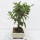 Outdoor bonsai -Malus Halliana - owocach jabłoni - 4/5