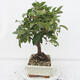 Outdoor bonsai -Malus Halliana - owocach jabłoni - 4/5