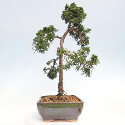 Outdoor bonsai - Juniperus chinensis Kishu - chiński jałowiec - 4