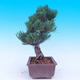 Outdoor bonsai -Borovice drobnokvětá - Pinus parviflora glauca - 4/7