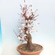 Outdoor bonsai - morela japońska - Prunus Mume - 4/6