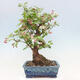 Outdoor bonsai -Malus Halliana - owocach jabłoni - 4/7