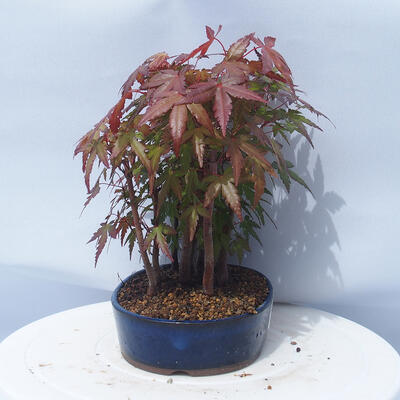Acer palmatum - klon - gaj - 4