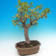 Outdoor bonsai - Malus halliana - jabłoń Malplate - 4/5
