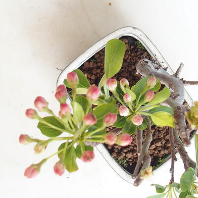 Outdoor bonsai - Malus sargentii - Jabłoń drobnoowocowa - 4