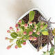 Outdoor bonsai - Malus sargentii - Jabłoń drobnoowocowa - 4/4