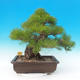 Outdoor bonsai - Pinus thunbergii - Sosna Thunbergova - 4/6