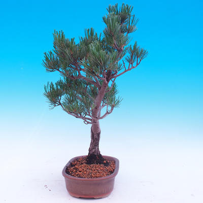 Outdoor bonsai -Borovice drobnokvětá - Pinus parviflora glauca - 4