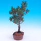 Outdoor bonsai -Borovice drobnokvětá - Pinus parviflora glauca - 4/6