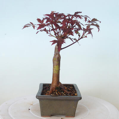 Bonsai zewnętrzne - palma Acer. Atropurpureum-Czerwony liść palmowy - 4
