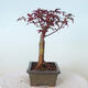 Bonsai zewnętrzne - palma Acer. Atropurpureum-Czerwony liść palmowy - 4/6
