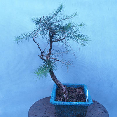 Yamadori - Modrzew liściastych - Larix decidua - 4