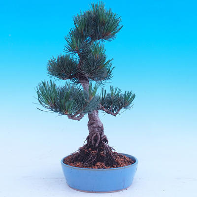 Outdoor bonsai -Borovice drobnokvětá - Pinus parviflora glauca - 4