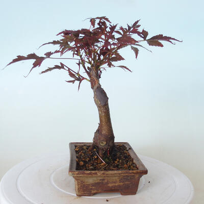 Bonsai zewnętrzne - palma Acer. Atropurpureum-Czerwony liść palmowy - 4